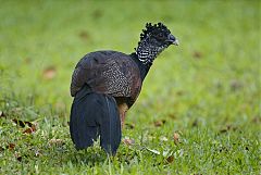 Great Curassow